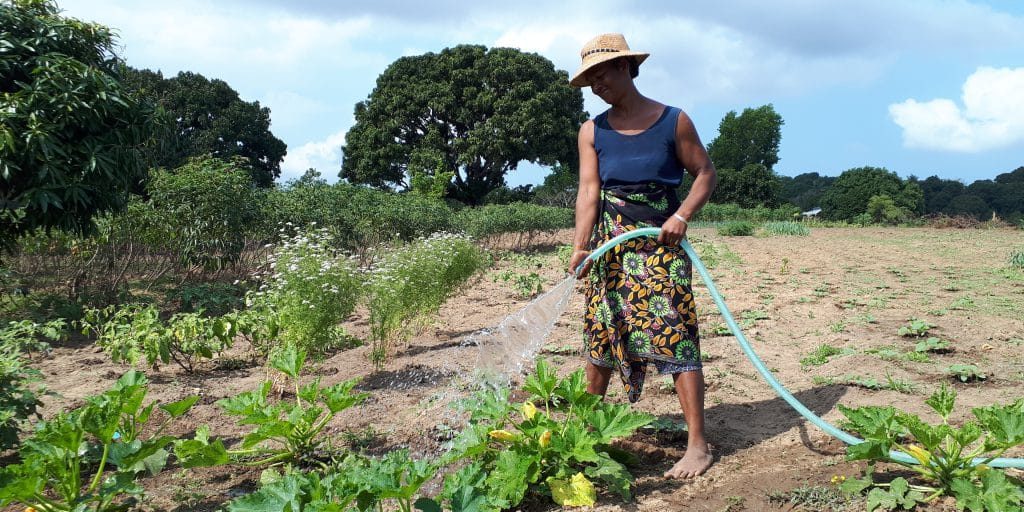 Farmer irrigating field with a hose